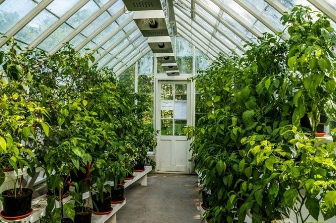 plants growing inside a greenhouse heated by solar energy