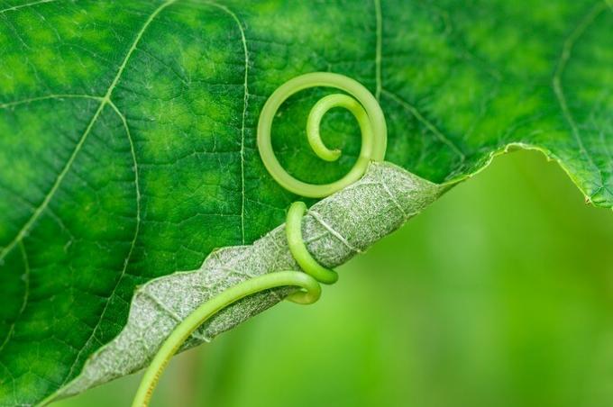 tendril coiling around a vine leaf