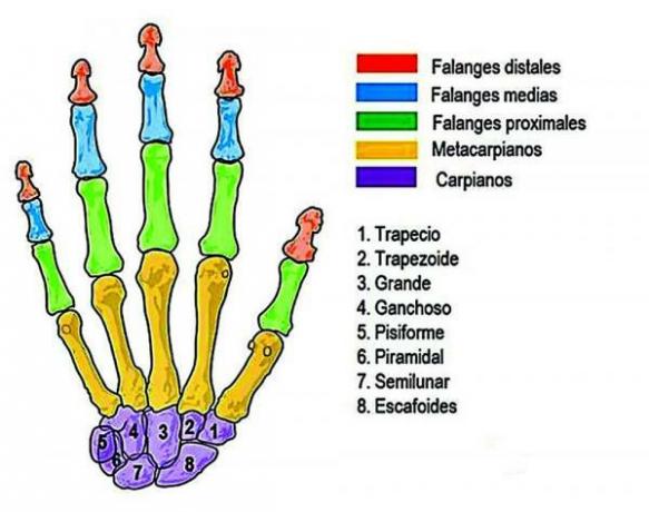 Kuidas nimetatakse käe ja jala luid - mida nimetatakse käe luudeks