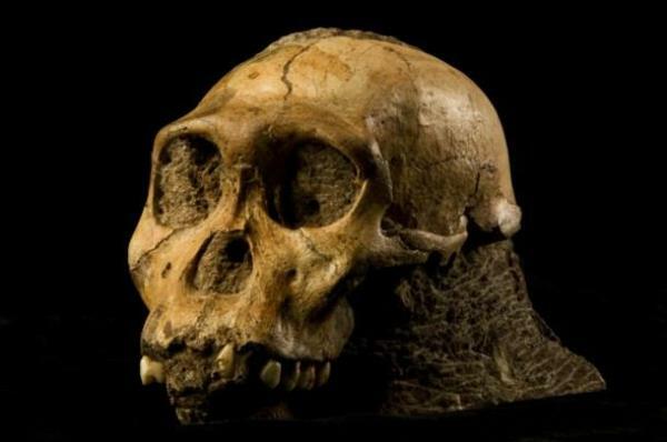 The first ancestor of the human being