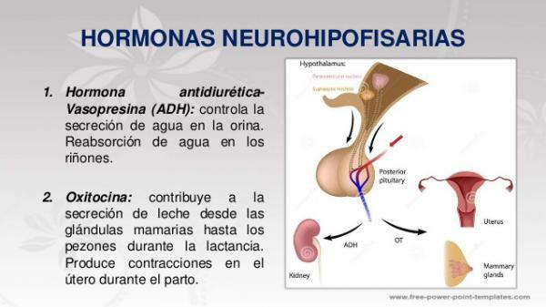 Hormones of the hypothalamus and their functions - What are the hormones produced by the hypothalamus? Neurohypophyseal hormones