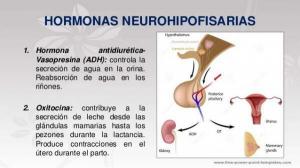 Functions of HORMONES of the hypothalamus