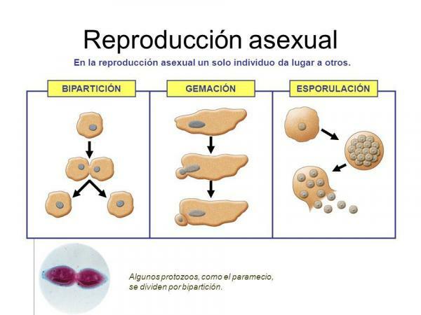 Шта је бесполна репродукција: са примерима - Дефиниција несполне репродукције