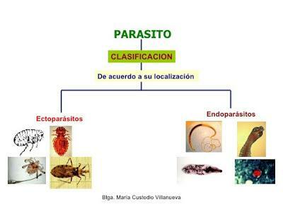 Које су паразитске животиње - са примерима - Паразитске животиње (према месту тела домаћина које заузима)