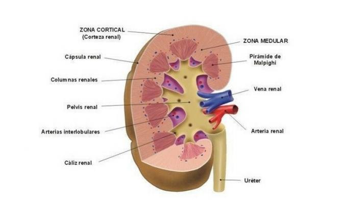 Kidney parts