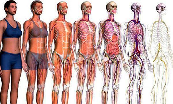 Які частини людського тіла - Що таке людське тіло?