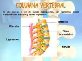 THE FUNCTIONS OF THE SPINE