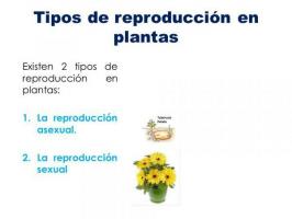 Types of plant reproduction