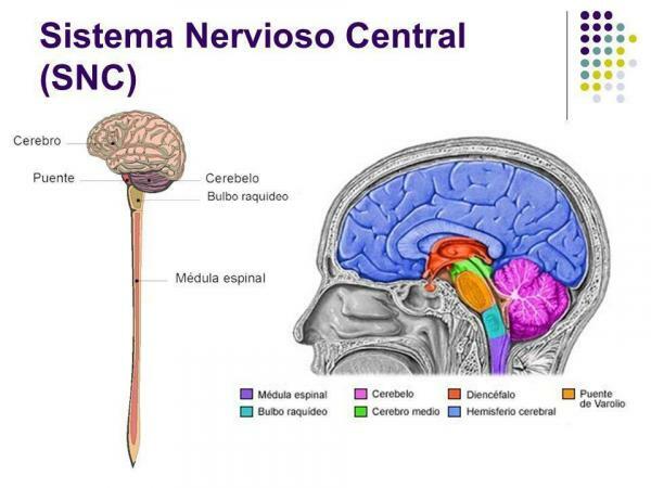Rozdíly mezi centrálním a periferním nervovým systémem - centrální nervový systém (CNS)