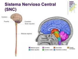 Differences between the central and peripheral nervous system