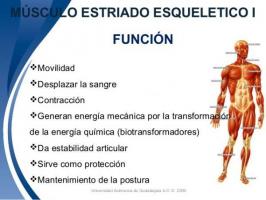 Function of MUSCLES and muscle tissue