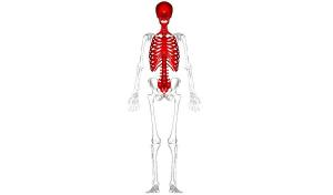 Kemik sistemi: ne olduğu, parçaları ve özellikleri