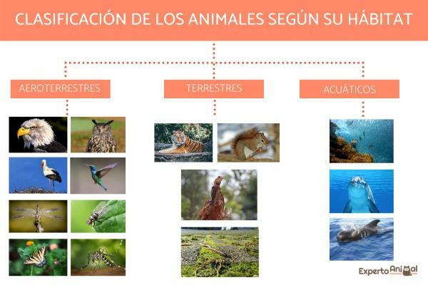 Hayvanların hareketlerine göre sınıflandırılması - Hayvan hareketleri nasıl sınıflandırılır?