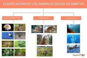 Classification of ANIMALS according to their DISPLACEMENT