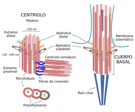 Centriolen: functies, kenmerken en structuur - Structuur van de centriolen