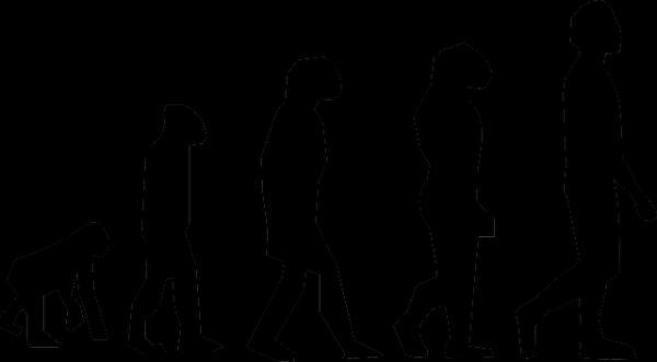 Faze človeške evolucije - kratek povzetek