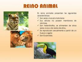 The main characteristics of the ANIMAL KINGDOM