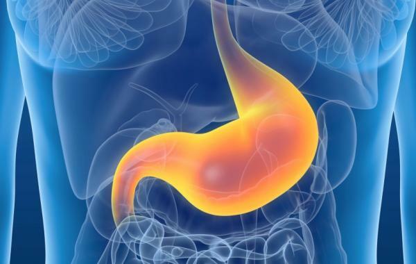 消化器系の器官-胃