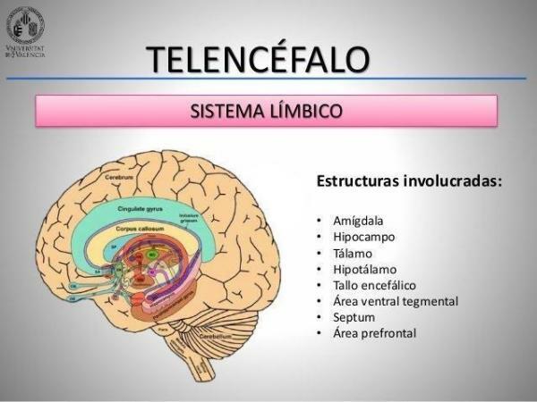인간의 뇌 부위와 그 기능 - 뇌의 부위 중 하나인 종뇌(Telencephalon) 