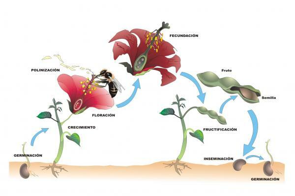 Reproduction of flowering plants