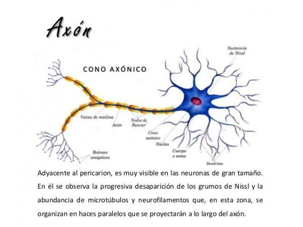 Структура неурона - Аксонски конус