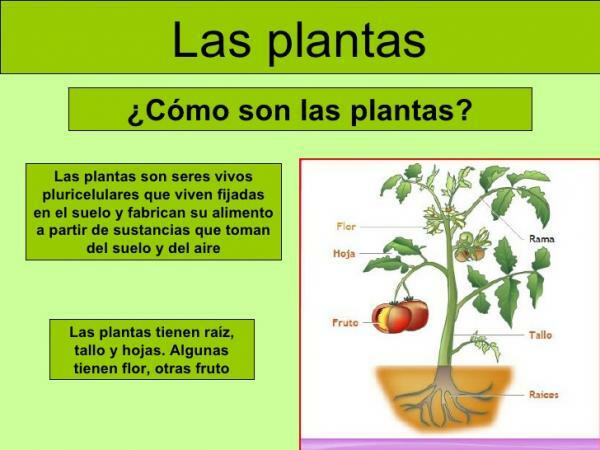 The reproduction of flowering plants - What are plants?