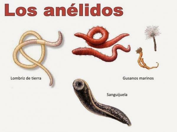 Skin-Breathing Animals - Annelids, one of the skin-breathing animals