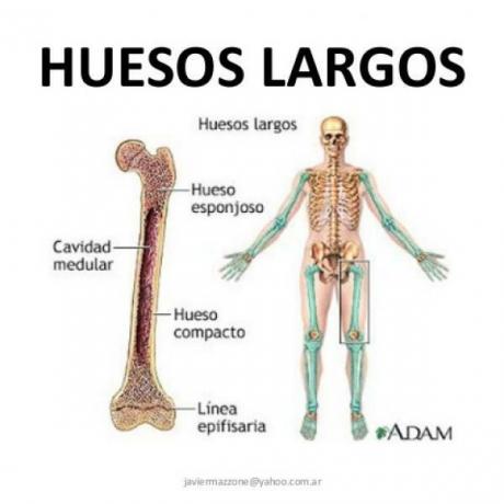 Types of bones according to their shape - Long bones