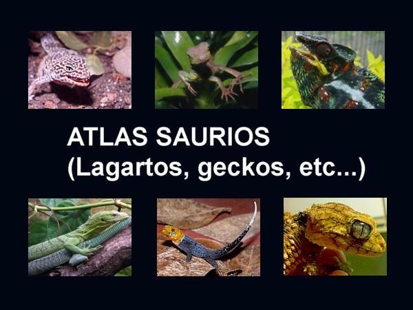 파충류의 분류 - 사우리안 또는 도마뱀