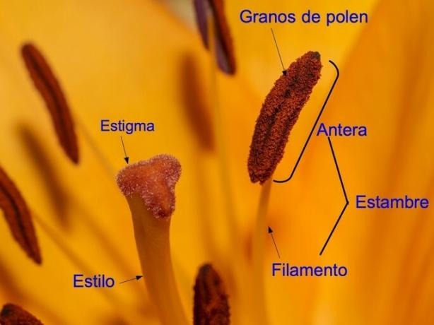 parts of gynoecium and androecium showing stigma and style of pistil and anther of stamen