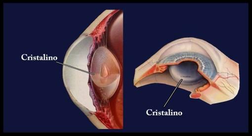 Анатомия на човешкото око - лещата
