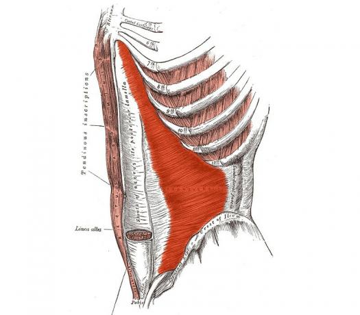 εγκάρσιος μυς
